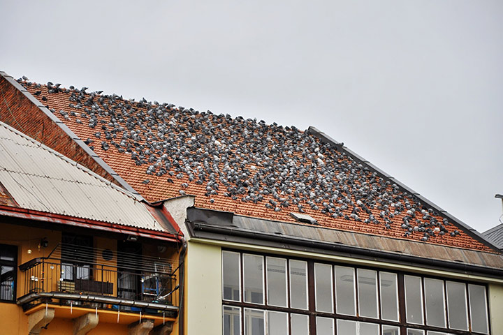 A2B Pest Control are able to install spikes to deter birds from roofs in Christchurch. 