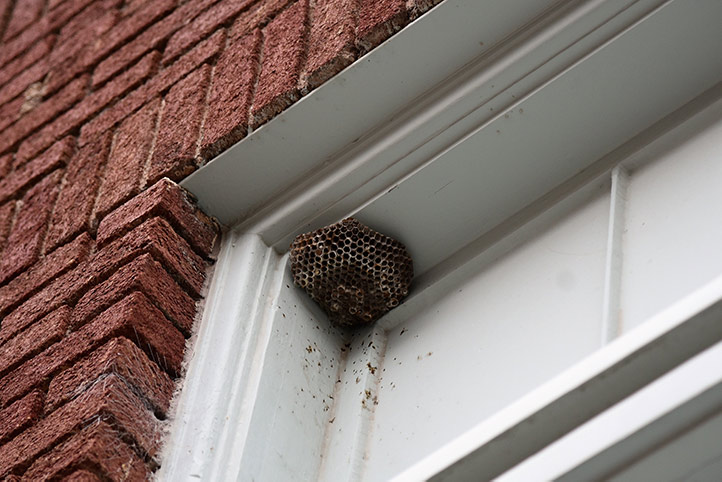 We provide a wasp nest removal service for domestic and commercial properties in Christchurch.